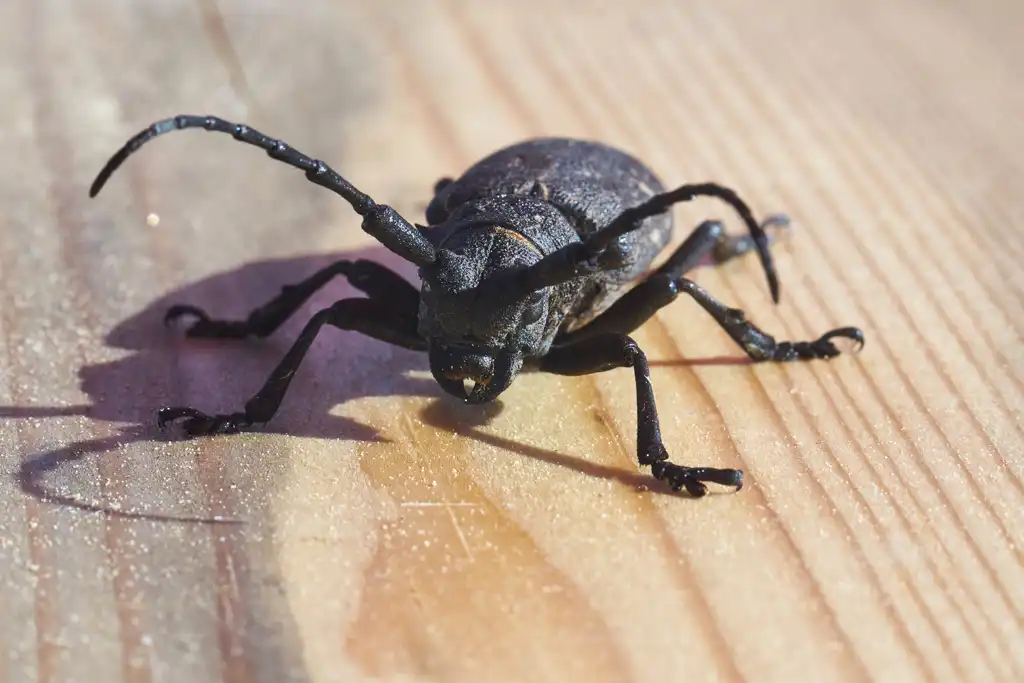 Holzzschäden durch Hausbockkäfer Holzzschäden durch Hausbockkäfer